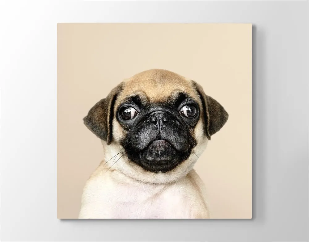 Sevimli Pug Köpeği Kanvas Tablo